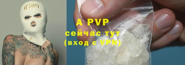 крисы Бородино